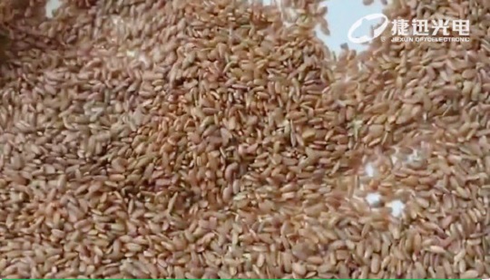 बिना पॉलिश किए चावल की छँटाई: न सिर्फ लाल बिना पॉलिश वाले चावल की छँटाई
