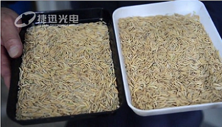 चावल प्रसंस्करण की आश्चर्यजनक रूप से उच्च दर को कैसे हल करें?---भाग 2