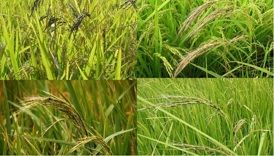 नए भोजन की खपत के लिए चावल की गुणवत्ता का पुनरावृत्तीय उन्नयन